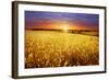 Colorful Sunset over Wheat Field.-Elenamiv-Framed Photographic Print