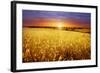 Colorful Sunset over Wheat Field.-Elenamiv-Framed Photographic Print