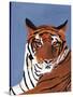 Colorful Tiger-Pamela Munger-Stretched Canvas