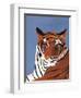 Colorful Tiger-Pamela Munger-Framed Art Print