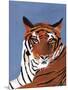 Colorful Tiger-Pamela Munger-Mounted Art Print