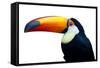 Colorful Toucan Bird. Profile Photo.-Kesu01-Framed Stretched Canvas