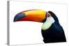 Colorful Toucan Bird. Profile Photo.-Kesu01-Stretched Canvas