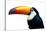 Colorful Toucan Bird. Profile Photo.-Kesu01-Stretched Canvas