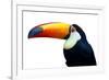 Colorful Toucan Bird. Profile Photo.-Kesu01-Framed Photographic Print