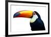 Colorful Toucan Bird. Profile Photo.-Kesu01-Framed Photographic Print