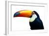 Colorful Toucan Bird. Profile Photo.-Kesu01-Framed Photographic Print