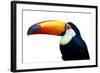 Colorful Toucan Bird. Profile Photo.-Kesu01-Framed Photographic Print