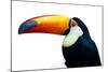 Colorful Toucan Bird. Profile Photo.-Kesu01-Mounted Photographic Print