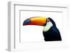 Colorful Toucan Bird. Profile Photo.-Kesu01-Framed Photographic Print