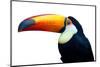 Colorful Toucan Bird. Profile Photo.-Kesu01-Mounted Photographic Print