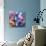 Colorful Translucent Layer Work from Orchid and Hydrangea-Alaya Gadeh-Photographic Print displayed on a wall