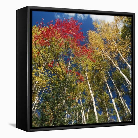 Colorful trees in autumn at Acadia National Park-Micha Pawlitzki-Framed Stretched Canvas