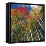 Colorful trees in autumn at Acadia National Park-Micha Pawlitzki-Framed Stretched Canvas