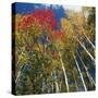 Colorful trees in autumn at Acadia National Park-Micha Pawlitzki-Stretched Canvas