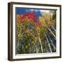 Colorful trees in autumn at Acadia National Park-Micha Pawlitzki-Framed Photographic Print
