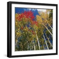 Colorful trees in autumn at Acadia National Park-Micha Pawlitzki-Framed Photographic Print