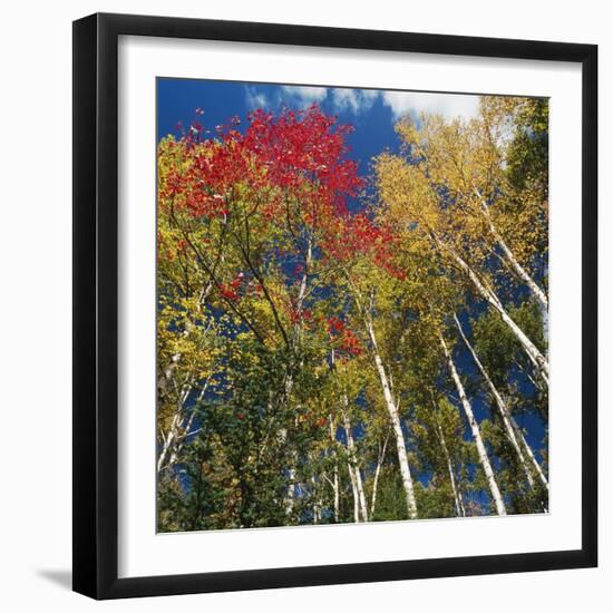 Colorful trees in autumn at Acadia National Park-Micha Pawlitzki-Framed Photographic Print