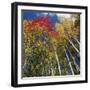 Colorful trees in autumn at Acadia National Park-Micha Pawlitzki-Framed Photographic Print