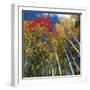 Colorful trees in autumn at Acadia National Park-Micha Pawlitzki-Framed Photographic Print