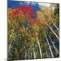 Colorful trees in autumn at Acadia National Park-Micha Pawlitzki-Mounted Photographic Print