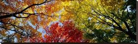 Colorful Trees in Fall, Autumn, Low Angle View-null-Stretched Canvas