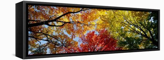 Colorful Trees in Fall, Autumn, Low Angle View-null-Framed Stretched Canvas