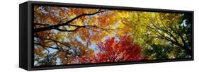 Colorful Trees in Fall, Autumn, Low Angle View-null-Framed Stretched Canvas