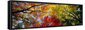 Colorful Trees in Fall, Autumn, Low Angle View-null-Framed Stretched Canvas