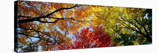 Colorful Trees in Fall, Autumn, Low Angle View-null-Stretched Canvas