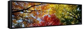 Colorful Trees in Fall, Autumn, Low Angle View-null-Framed Stretched Canvas