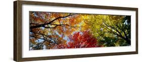 Colorful Trees in Fall, Autumn, Low Angle View-null-Framed Premium Photographic Print