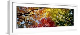 Colorful Trees in Fall, Autumn, Low Angle View-null-Framed Premium Photographic Print