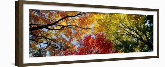 Colorful Trees in Fall, Autumn, Low Angle View-null-Framed Premium Photographic Print