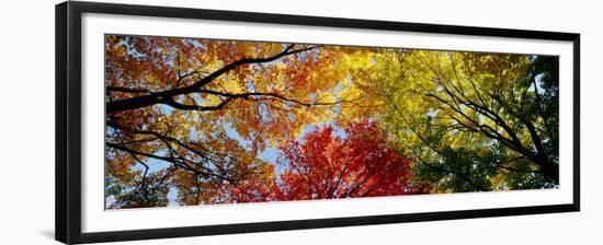 Colorful Trees in Fall, Autumn, Low Angle View-null-Framed Premium Photographic Print