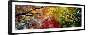 Colorful Trees in Fall, Autumn, Low Angle View-null-Framed Premium Photographic Print