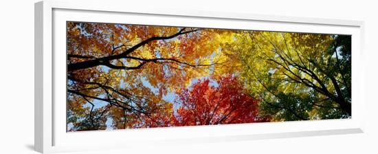 Colorful Trees in Fall, Autumn, Low Angle View-null-Framed Premium Photographic Print