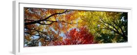 Colorful Trees in Fall, Autumn, Low Angle View-null-Framed Premium Photographic Print