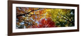 Colorful Trees in Fall, Autumn, Low Angle View-null-Framed Photographic Print