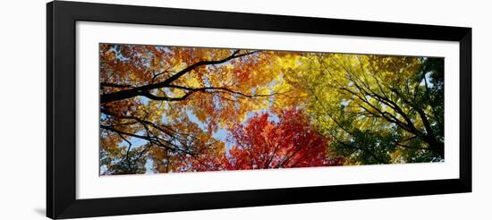 Colorful Trees in Fall, Autumn, Low Angle View-null-Framed Photographic Print