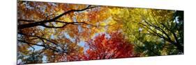 Colorful Trees in Fall, Autumn, Low Angle View-null-Mounted Photographic Print