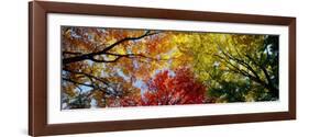 Colorful Trees in Fall, Autumn, Low Angle View-null-Framed Photographic Print