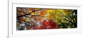 Colorful Trees in Fall, Autumn, Low Angle View-null-Framed Photographic Print