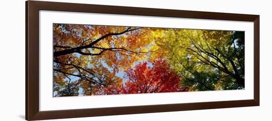 Colorful Trees in Fall, Autumn, Low Angle View-null-Framed Photographic Print