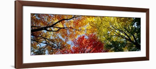 Colorful Trees in Fall, Autumn, Low Angle View-null-Framed Photographic Print