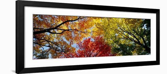 Colorful Trees in Fall, Autumn, Low Angle View-null-Framed Photographic Print