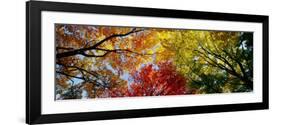 Colorful Trees in Fall, Autumn, Low Angle View-null-Framed Photographic Print