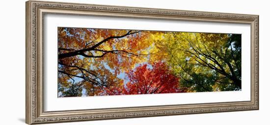 Colorful Trees in Fall, Autumn, Low Angle View-null-Framed Photographic Print