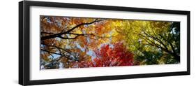 Colorful Trees in Fall, Autumn, Low Angle View-null-Framed Photographic Print