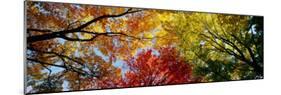 Colorful Trees in Fall, Autumn, Low Angle View-null-Mounted Photographic Print